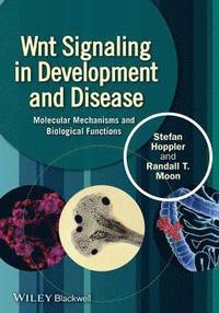 bokomslag Wnt Signaling in Development and Disease