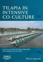 Tilapia in Intensive Co-culture