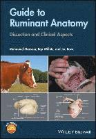bokomslag Guide to Ruminant Anatomy - Dissection and Clinical Aspects