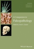Anne L. Grauer - Companion to Paleopathology, Häftad