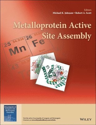 Michael K. Johnson, Robert A. Scott - Metalloprotein Active Site Assembly, Inbunden