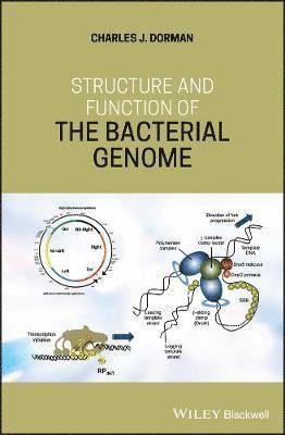 bokomslag Structure and Function of the Bacterial Genome