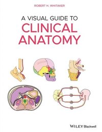 bokomslag A Visual Guide to Clinical Anatomy