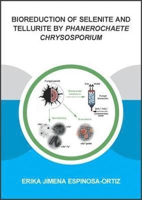 Bioreduction of Selenite and Tellurite by Phanerochaete Chrysosporium 1