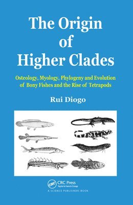 The Origin of Higher Clades 1