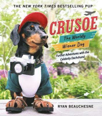 Crusoe, the Worldly Wiener Dog 1
