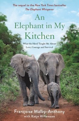 Elephant In My Kitchen 1