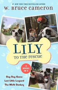bokomslag Lily to the Rescue Bind-Up Books 4-6: Dog Dog Goose, Lost Little Leopard, and the Misfit Donkey
