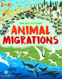 bokomslag Bug Club Reading Corner: Age 7-11: The Big Picture: Animal Migrations
