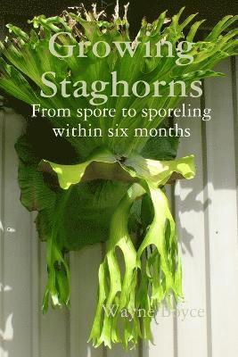 Wayne Boyce - Growing Staghorns from Spore, Häftad
