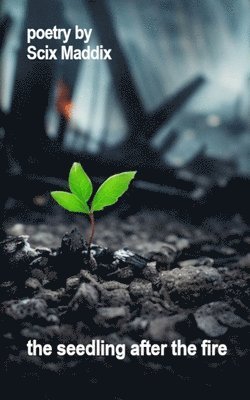 seedling after the fire