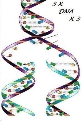 3 X DNA X 3 1