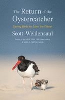 The Return of the Oystercatcher: Saving Birds to Save the Planet