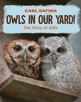 Owls in Our Yard! 1