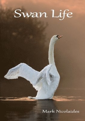 Swan Life 1