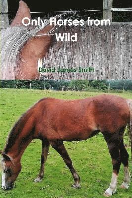 Only Horses from Wild 1