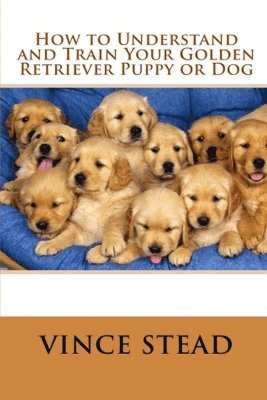How to Understand and Train Your Golden Retriever Puppy or Dog 1