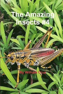 The Amazing Insects #4 1