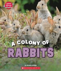 bokomslag Colony Of Rabbits (Learn About: Animals)