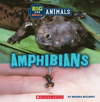 bokomslag Amphibians (Wild World: Big and Small Animals)