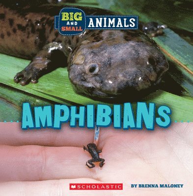 Amphibians (Wild World: Big and Small Animals) 1