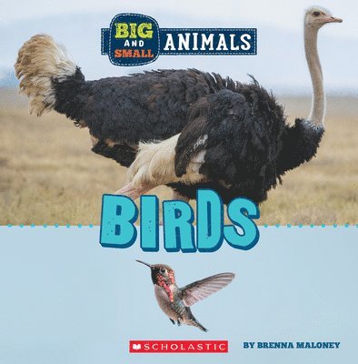 Brenna Maloney - Birds (Wild World: Big and Small Animals), Inbunden