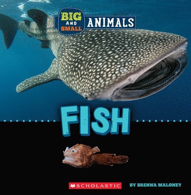 Brenna Maloney - Fish (Wild World: Big and Small Animals), Inbunden