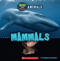 bokomslag Mammals (Wild World: Big And Small Animals)