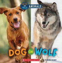 bokomslag Dog or Wolf (Wild World: Pets and Wild Animals)