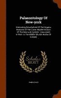 bokomslag Palaeontology Of New-york