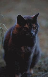 bokomslag Kid's Petite Barn Cat Journal