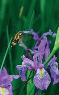 bokomslag Petite Wild Blue Iris Journal