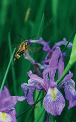 bokomslag Petite Wild Blue Iris Journal