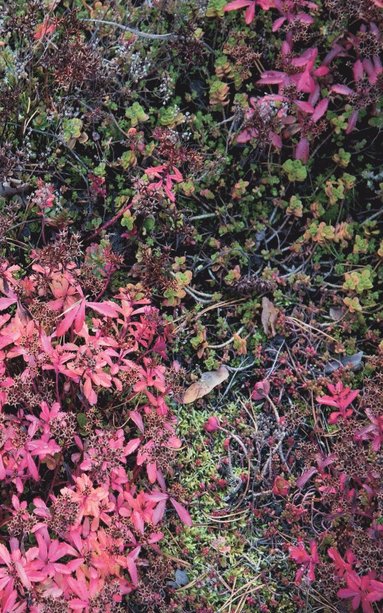 bokomslag Autumn Ground III - Sweden - Photo Art Notebooks (5 x 8 series)