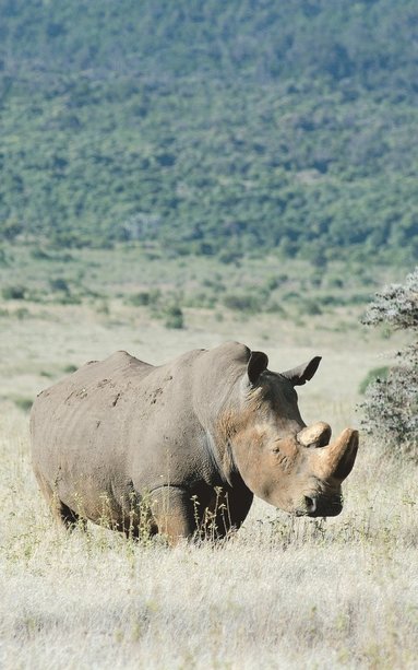 bokomslag Alive! white rhino - Natural - Photo Art Notebooks (5 x 8 series)