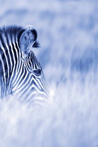bokomslag Alive! zebra stripes - Blue duotone - Photo Art Notebooks (6 x 9 series)
