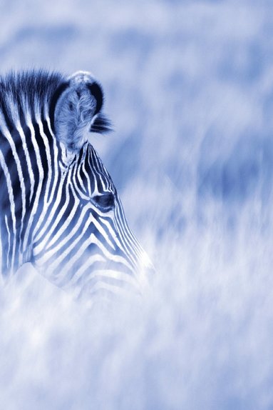 bokomslag Alive! zebra stripes - Blue duotone - Photo Art Notebooks (6 x 9 series)