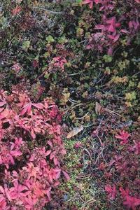 bokomslag Autumn Ground III - Sweden - Photo Art Notebooks (6 x 9 series)
