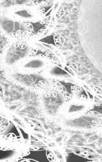 bokomslag LETTERS To MYSELF JOURNAL - Black and White Wedding Lace