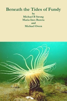 Beneath the Tides of Fundy