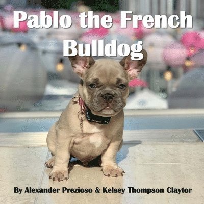 Pablo the French Bulldog 1