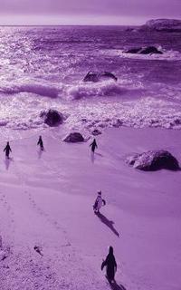 bokomslag Alive! little penguin friends - Violet duotone - Photo Art Notebooks (5 x 8 series)