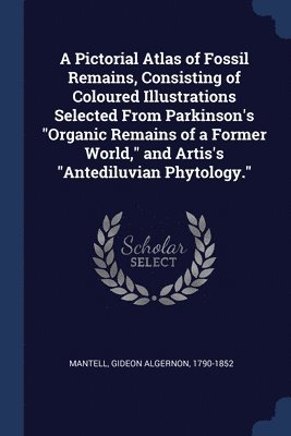 bokomslag A Pictorial Atlas of Fossil Remains, Consisting of Coloured Illustrations Selected From Parkinson's &quot;Organic Remains of a Former World,&quot; and Artis's &quot;Antediluvian Phytology.&quot;