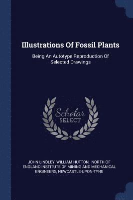 bokomslag Illustrations Of Fossil Plants