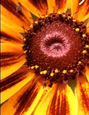 Paul Anderson - Tulip Tree, Häftad