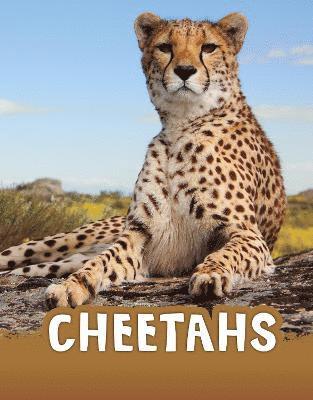 Cheetahs 1
