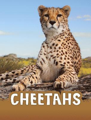 bokomslag Cheetahs