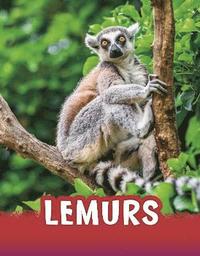 bokomslag Lemurs