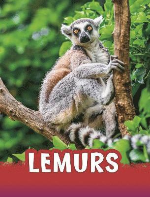 bokomslag Lemurs