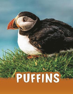 bokomslag Puffins